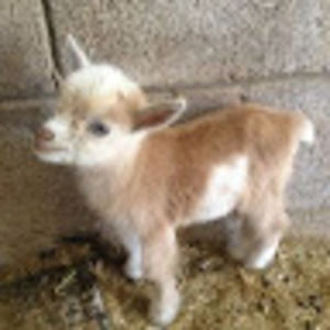 Meet your Posher, Erin jean